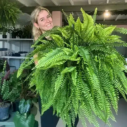 Resistant Lifelike Artificial Boston Fern