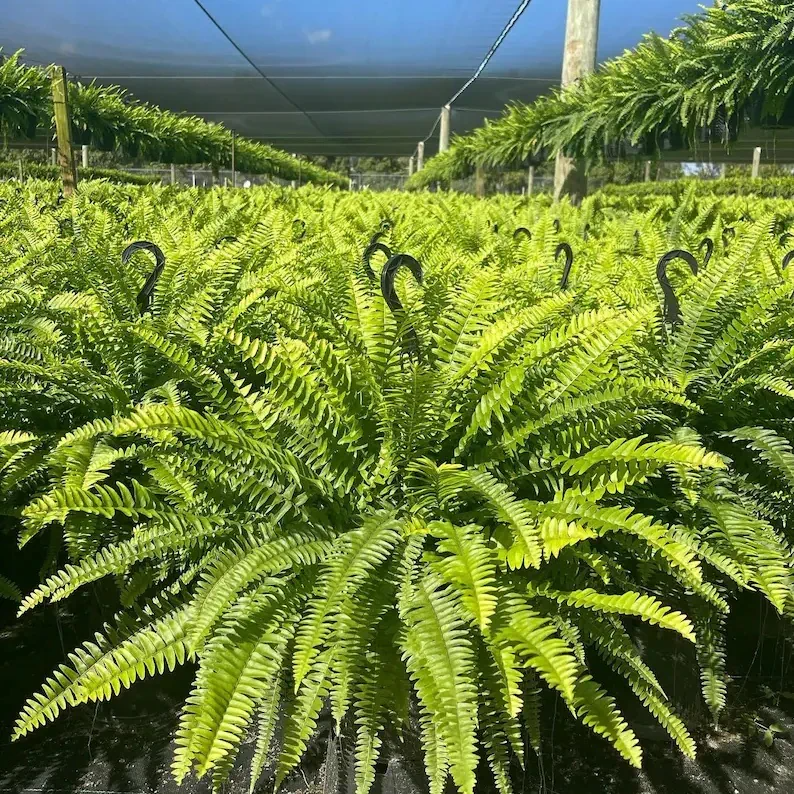 Resistant Lifelike Artificial Boston Fern